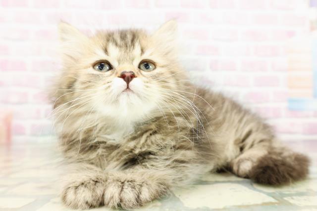 神奈川県のミヌエット (Coo&RIKU江の島店/2026年3月9日生まれ/男の子/ブラウンタビー)の子猫の2枚目の画像