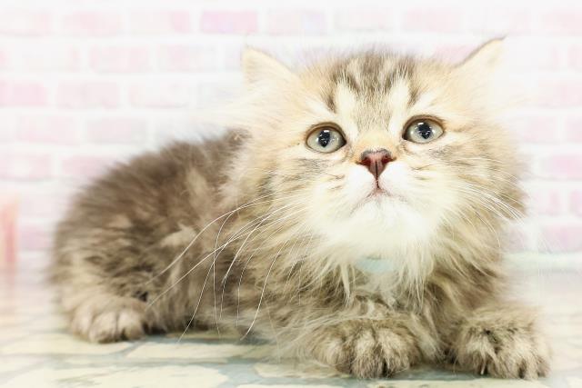 神奈川県のミヌエット (Coo&RIKU江の島店/2026年3月9日生まれ/男の子/ブラウンタビー)の子猫の3枚目の画像