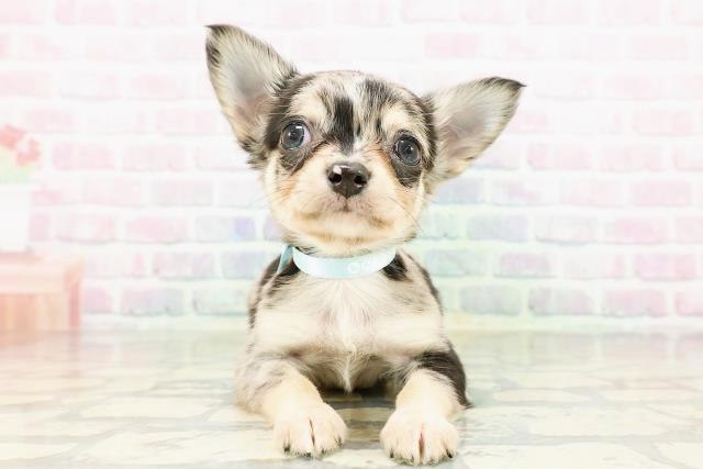 神奈川県のチワワ(ロング) (Coo&RIKU藤沢店/2026年3月14日生まれ/男の子/ブルーマール)の子犬の1枚目の画像
