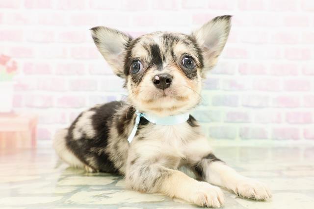 神奈川県のチワワ(ロング) (Coo&RIKU藤沢店/2026年3月14日生まれ/男の子/ブルーマール)の子犬の3枚目の画像
