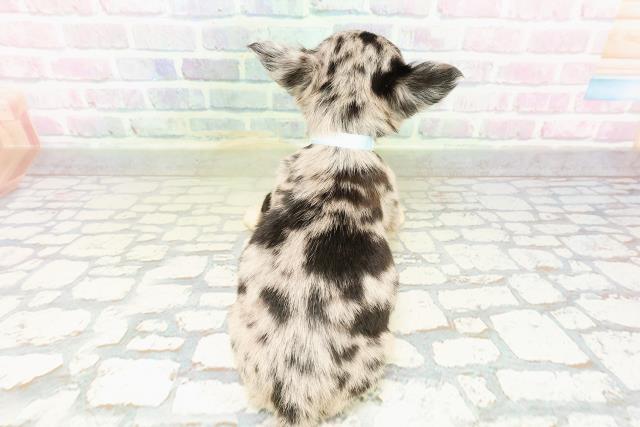神奈川県のチワワ(ロング) (Coo&RIKU藤沢店/2026年3月14日生まれ/男の子/ブルーマール)の子犬の4枚目の画像