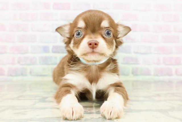 神奈川県のチワワ(ロング) (Coo&RIKU秦野店/2026年3月14日生まれ/男の子/チョコレートタン)の子犬の1枚目の画像