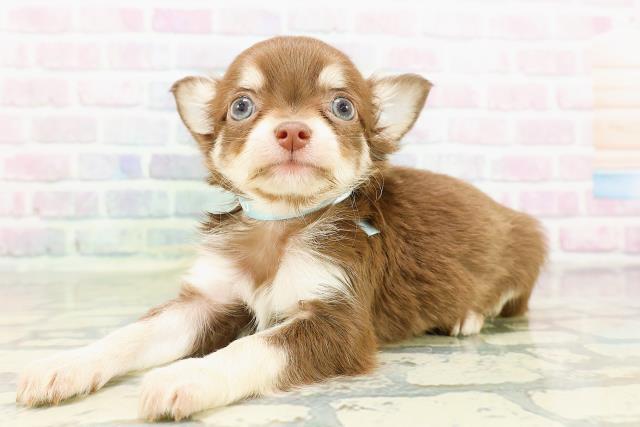 神奈川県のチワワ(ロング) (Coo&RIKU秦野店/2026年3月14日生まれ/男の子/チョコレートタン)の子犬の2枚目の画像