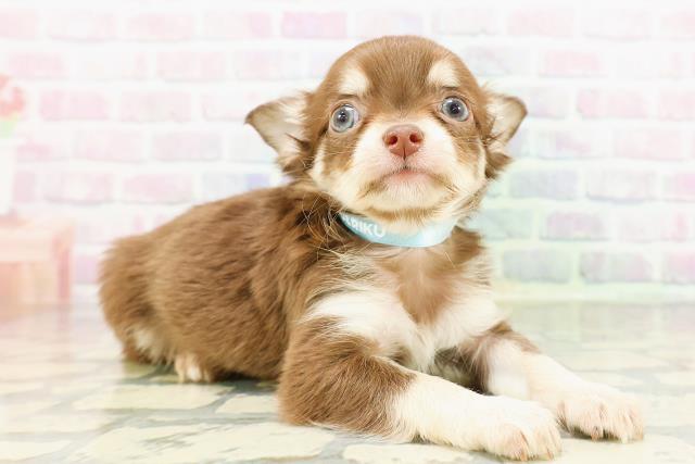 神奈川県のチワワ(ロング) (Coo&RIKU秦野店/2026年3月14日生まれ/男の子/チョコレートタン)の子犬の3枚目の画像