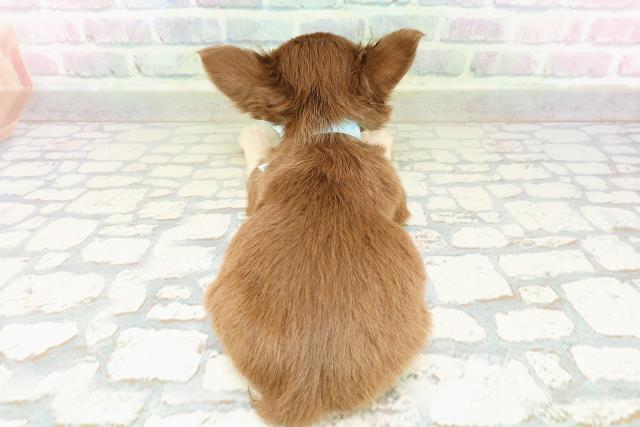 神奈川県のチワワ(ロング) (Coo&RIKU秦野店/2026年3月14日生まれ/男の子/チョコレートタン)の子犬の4枚目の画像