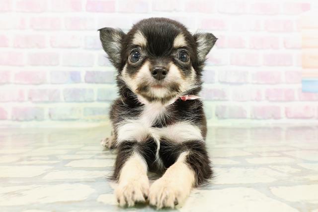 茨城県のチワワ(ロング) (Coo&RIKU筑西店/2026年3月14日生まれ/女の子/ブラックタン)の子犬の1枚目の画像