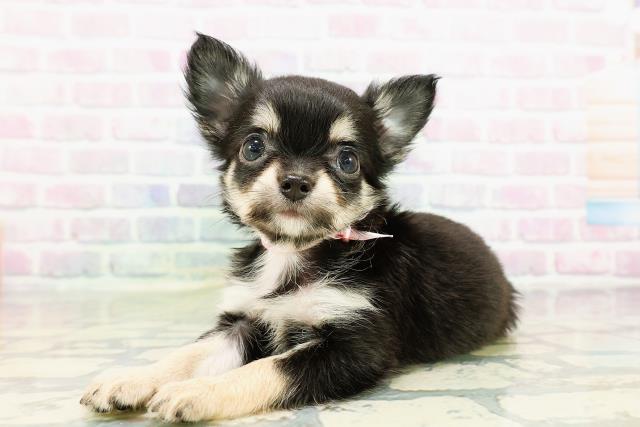 茨城県のチワワ(ロング) (Coo&RIKU筑西店/2026年3月14日生まれ/女の子/ブラックタン)の子犬の2枚目の画像