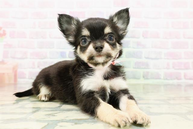 茨城県のチワワ(ロング) (Coo&RIKU筑西店/2026年3月14日生まれ/女の子/ブラックタン)の子犬の3枚目の画像