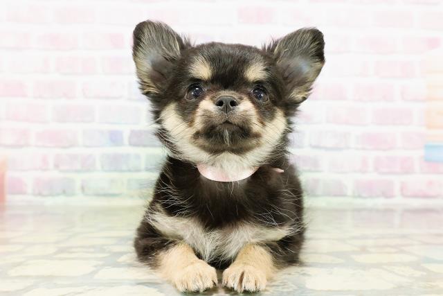 栃木県のチワワ(ロング) (Coo&RIKU小山店/2026年3月17日生まれ/女の子/ブラックタンホワイト)の子犬の1枚目の画像