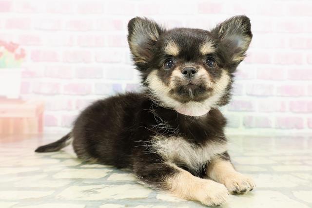 栃木県のチワワ(ロング) (Coo&RIKU小山店/2026年3月17日生まれ/女の子/ブラックタンホワイト)の子犬の3枚目の画像