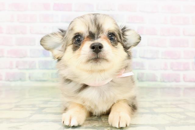 東京都のチワワ(ロング) (Coo&RIKU立川店/2026年3月17日生まれ/女の子/ブルーマール)の子犬