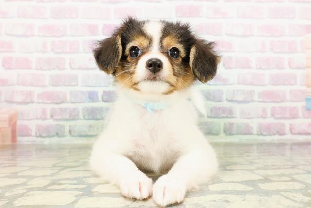 東京都のパピヨン (Coo&RIKU福生店/2026年3月18日生まれ/男の子/トライカラー)の子犬