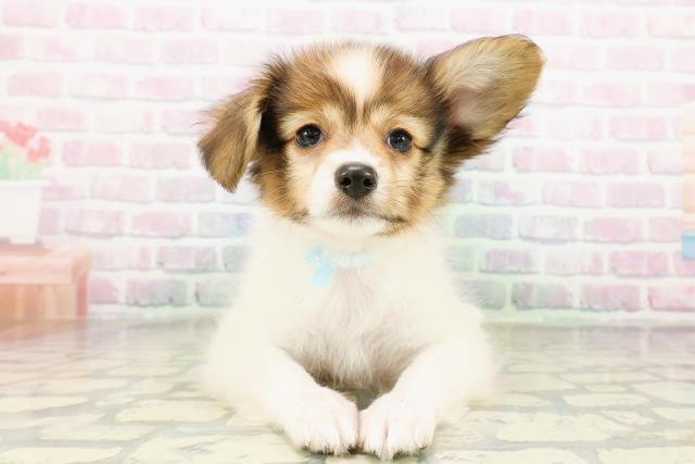 東京都のパピヨン (Coo&RIKU府中店/2026年3月18日生まれ/男の子/ホワイトブラウン)の子犬