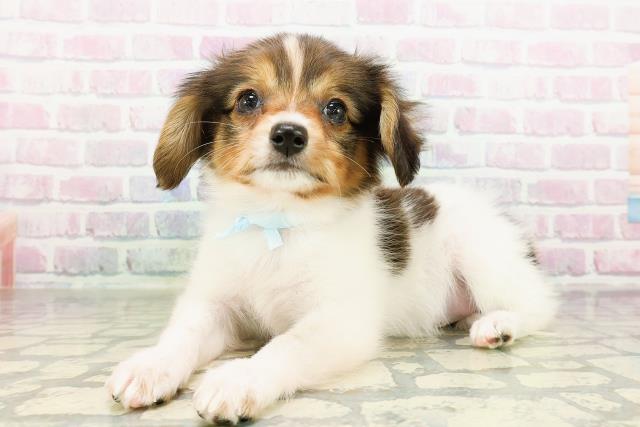 栃木県のパピヨン (Coo&RIKUFKDインターパーク店/2026年3月18日生まれ/男の子/ホワイトブラウン)の子犬の2枚目の画像