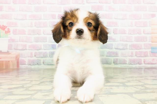 茨城県のパピヨン (Coo&RIKU日立店/2026年3月18日生まれ/男の子/ホワイトブラウン)の子犬の1枚目の画像