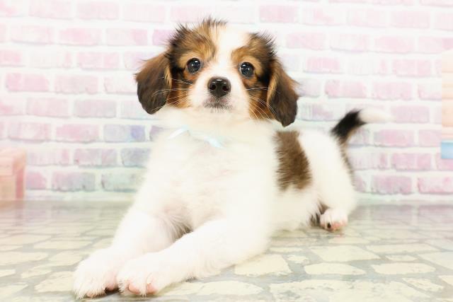 茨城県のパピヨン (Coo&RIKU日立店/2026年3月18日生まれ/男の子/ホワイトブラウン)の子犬の2枚目の画像