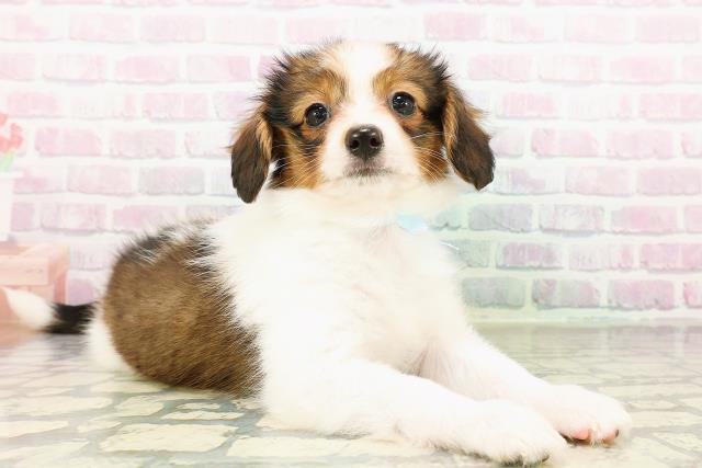 茨城県のパピヨン (Coo&RIKU日立店/2026年3月18日生まれ/男の子/ホワイトブラウン)の子犬の3枚目の画像