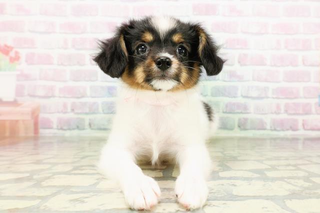 茨城県のパピヨン (Coo&RIKU筑西店/2026年3月18日生まれ/女の子/トライカラー)の子犬の1枚目の画像