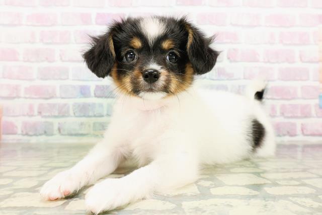 茨城県のパピヨン (Coo&RIKU筑西店/2026年3月18日生まれ/女の子/トライカラー)の子犬の2枚目の画像