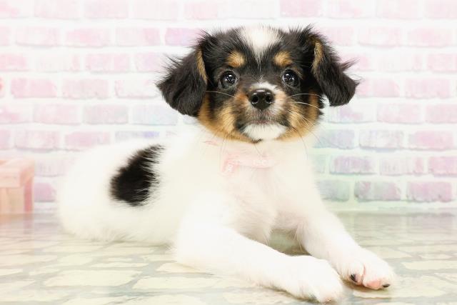 茨城県のパピヨン (Coo&RIKU筑西店/2026年3月18日生まれ/女の子/トライカラー)の子犬の3枚目の画像