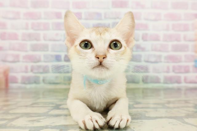 栃木県のシンガプーラ (Coo&RIKUFKDインターパーク店/2026年3月12日生まれ/男の子/セピアアグーティ)の子猫の1枚目の画像