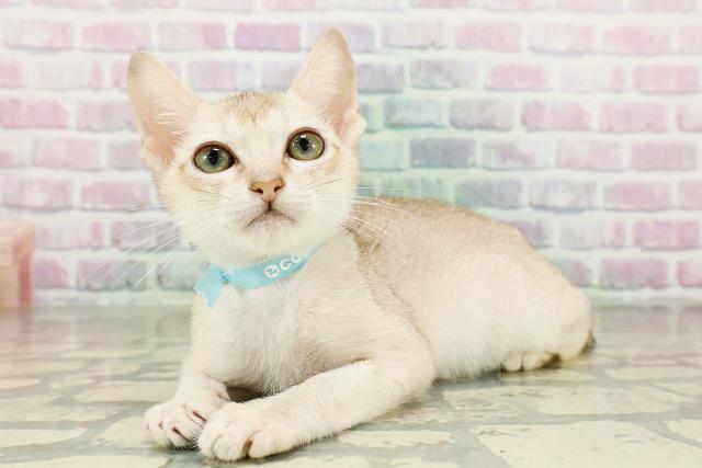 栃木県のシンガプーラ (Coo&RIKUFKDインターパーク店/2026年3月12日生まれ/男の子/セピアアグーティ)の子猫の2枚目の画像