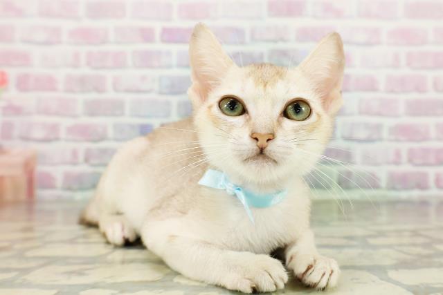 栃木県のシンガプーラ (Coo&RIKUFKDインターパーク店/2026年3月12日生まれ/男の子/セピアアグーティ)の子猫の3枚目の画像