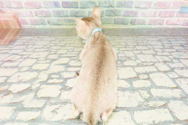栃木県のシンガプーラ (Coo&RIKUFKDインターパーク店/2026年3月12日生まれ/男の子/セピアアグーティ)の子猫の4枚目の画像