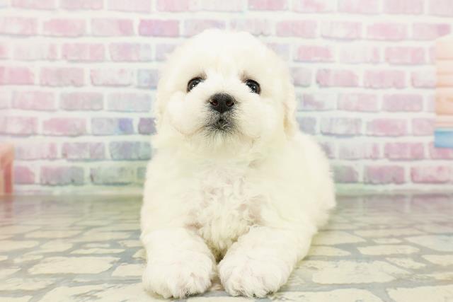 神奈川県のビションフリーゼ (Coo&RIKU平塚店/2026年3月17日生まれ/男の子/ホワイト)の子犬の1枚目の画像
