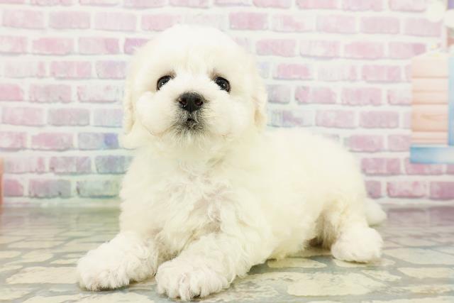 神奈川県のビションフリーゼ (Coo&RIKU平塚店/2026年3月17日生まれ/男の子/ホワイト)の子犬の2枚目の画像