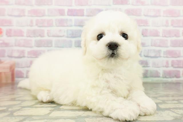 神奈川県のビションフリーゼ (Coo&RIKU平塚店/2026年3月17日生まれ/男の子/ホワイト)の子犬の3枚目の画像