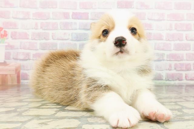 茨城県のウェルシュコーギーペンブローク (Coo&RIKU牛久店/2026年3月16日生まれ/男の子/レッドホワイト)の子犬の3枚目の画像
