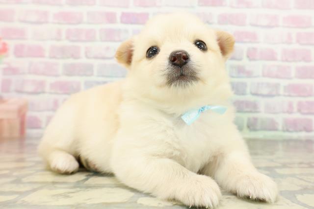 栃木県のポメチワ/チワポメ/ポメチー(ポメラニアン×チワワ) (Coo&RIKUFKDインターパーク店/2026年3月18日生まれ/男の子/クリーム)の子犬の3枚目の画像