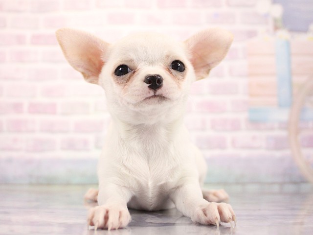 兵庫県のチワワ(スムース) (Coo&RIKU尼崎店/2026年3月17日生まれ/女の子/クリーム)の子犬の1枚目の画像