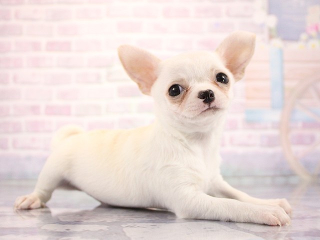 兵庫県のチワワ(スムース) (Coo&RIKU尼崎店/2026年3月17日生まれ/女の子/クリーム)の子犬の2枚目の画像