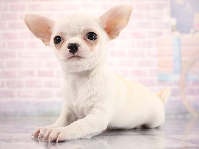 兵庫県のチワワ(スムース) (Coo&RIKU尼崎店/2026年3月17日生まれ/女の子/クリーム)の子犬の3枚目の画像