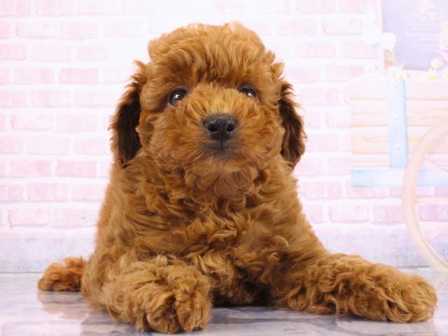 滋賀県のトイプードル(トイ) (Coo&RIKU長浜店/2026年3月17日生まれ/男の子/レッドフォーン)の子犬の1枚目の画像