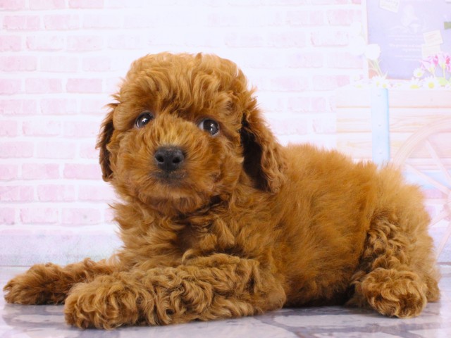 滋賀県のトイプードル(トイ) (Coo&RIKU長浜店/2026年3月17日生まれ/男の子/レッドフォーン)の子犬の3枚目の画像