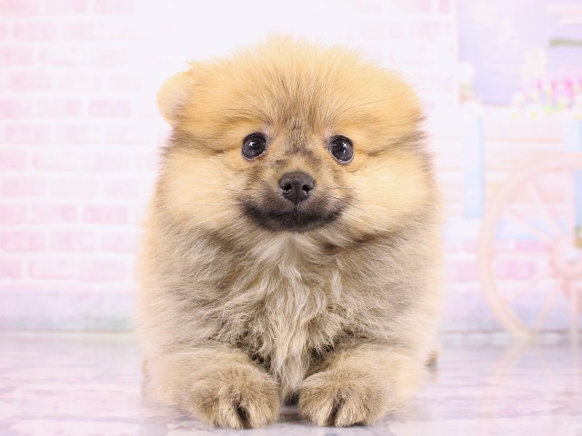 兵庫県のポメラニアン (Coo&RIKU神戸垂水店/2026年3月11日生まれ/男の子/オレンジ)の子犬