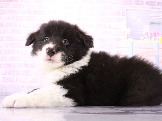 滋賀県のボーダーコリー (Coo&RIKU東近江店/2026年3月19日生まれ/男の子/ブラックホワイト)の子犬の3枚目の画像