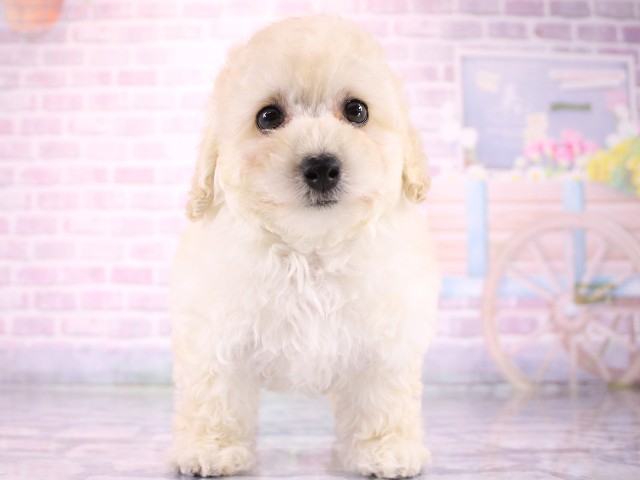 大阪府のトイプードル(トイ) (Coo&RIKU天王寺店/2026年3月18日生まれ/女の子/ホワイト)の子犬の1枚目の画像