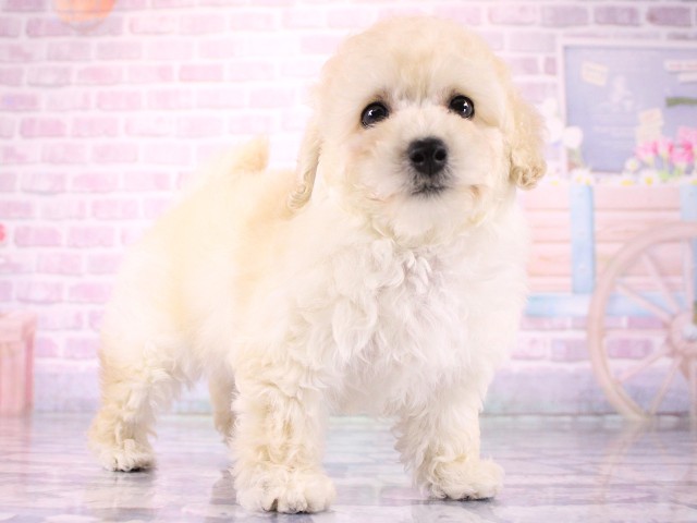大阪府のトイプードル(トイ) (Coo&RIKU天王寺店/2026年3月18日生まれ/女の子/ホワイト)の子犬の2枚目の画像