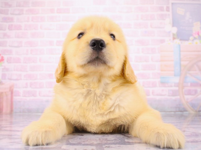 滋賀県のゴールデンレトリバー (Coo&RIKU長浜店/2026年3月19日生まれ/男の子/ゴールデン)の子犬
