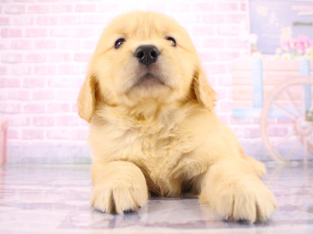 兵庫県のゴールデンレトリバー (Coo&RIKU尼崎店/2026年3月19日生まれ/女の子/ゴールデン)の子犬の1枚目の画像