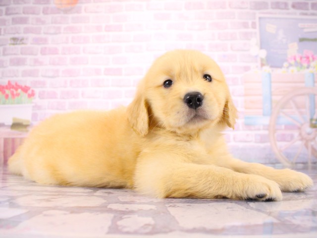 兵庫県のゴールデンレトリバー (Coo&RIKU尼崎店/2026年3月19日生まれ/女の子/ゴールデン)の子犬の2枚目の画像