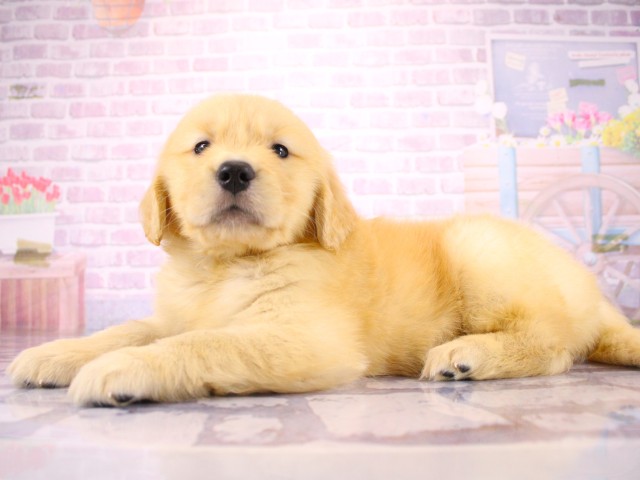 兵庫県のゴールデンレトリバー (Coo&RIKU尼崎店/2026年3月19日生まれ/女の子/ゴールデン)の子犬の3枚目の画像