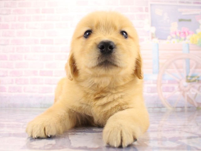 兵庫県のゴールデンレトリバー (Coo&RIKU三木店/2026年3月19日生まれ/男の子/ゴールデン)の子犬