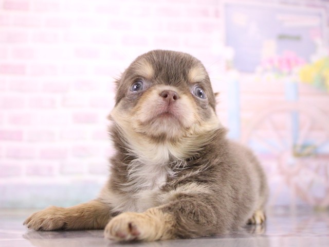 広島県のチワワ(ロング) (Coo&RIKU広島北店/2026年3月18日生まれ/男の子/イザベラタン)の子犬の3枚目の画像