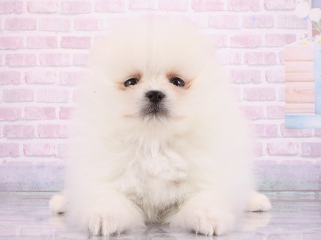 兵庫県のポメラニアン (Coo&RIKU丹波店/2026年3月18日生まれ/男の子/ホワイト)の子犬