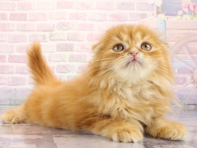 広島県のスコティッシュフォールド (Coo&RIKU広島北店/2026年3月15日生まれ/男の子/レッドタビー)の子猫の2枚目の画像